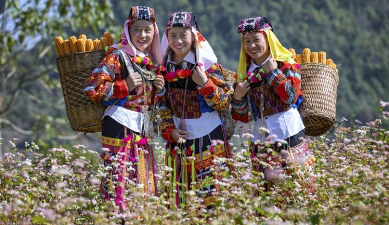 buckwheat-flower-festival