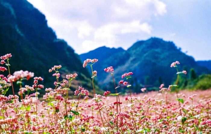 buckwheat-flower-in-ha-giang-best-season