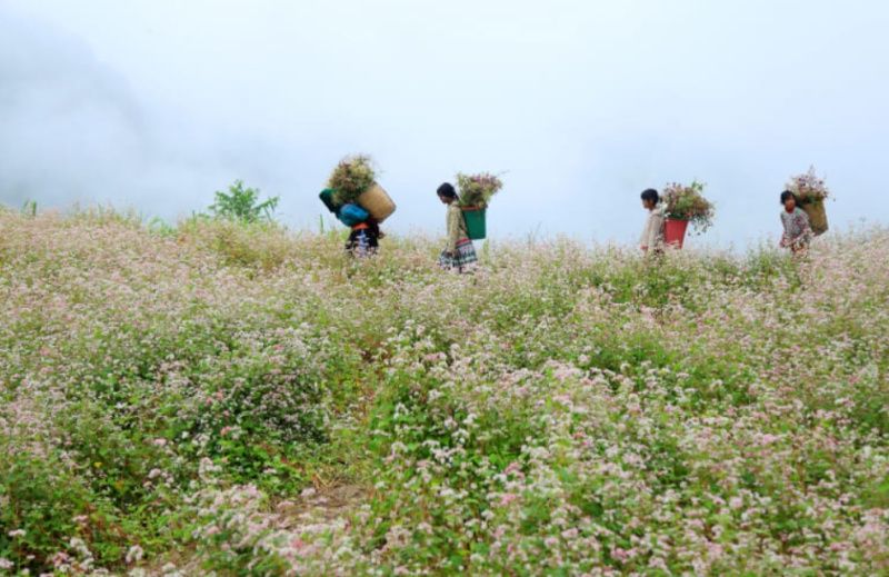 buckwheat-flowers-in-ha-giang-ma-pi-leng