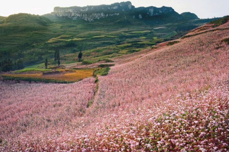buckwheat-flowers-in-ha-giang-pho-cao