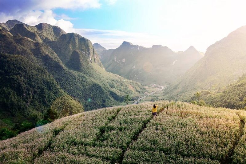 buckwheat-flowers-in-ha-giang-sa-phin