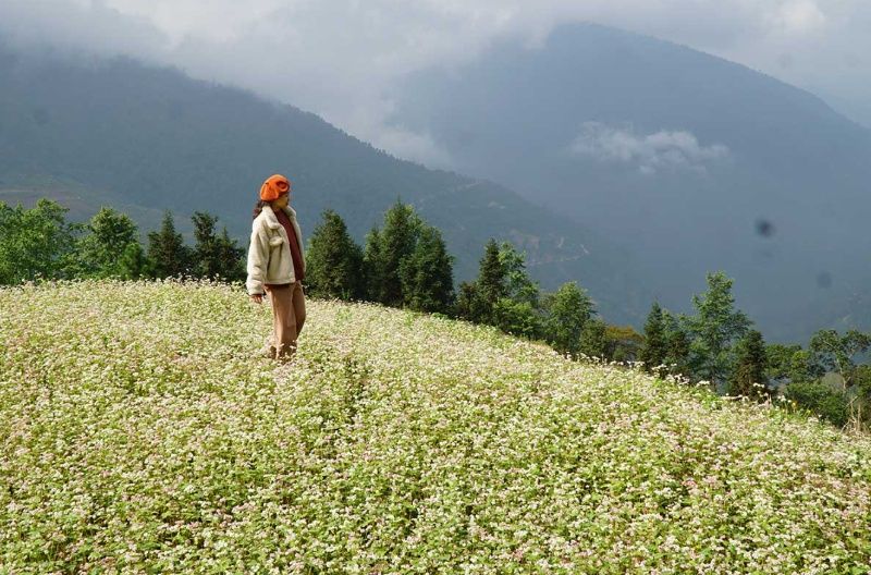 buckwheat-flowers-in-ha-giang-sung-la