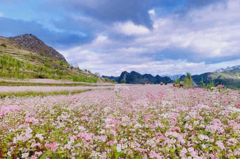 the-best-time-to-see-buckwheat-flowers-in-ha-giang