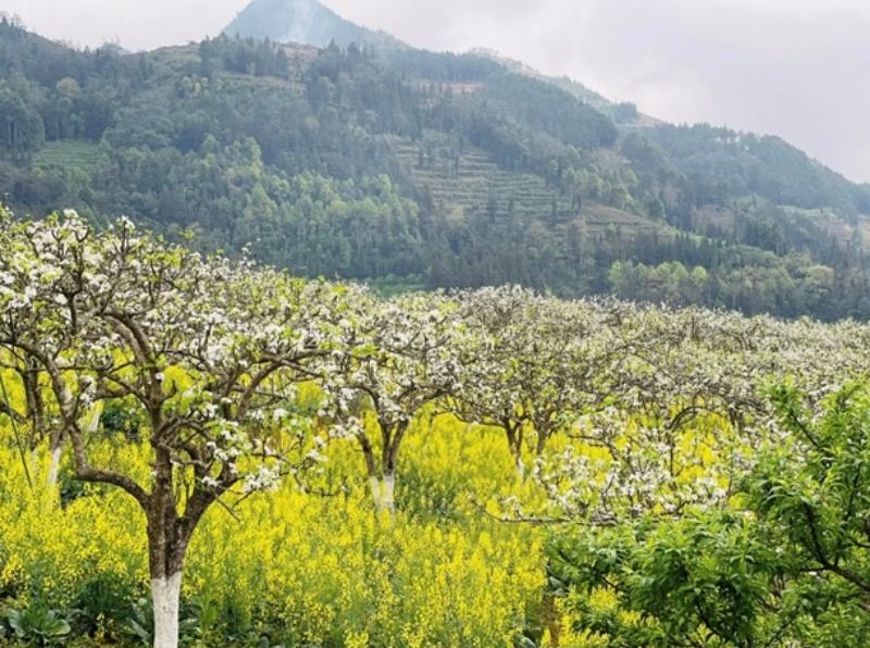 Conquering Ma Pi Leng Pass: Guide to Experience A-Z 3 Pear-Flowers-ha-giang