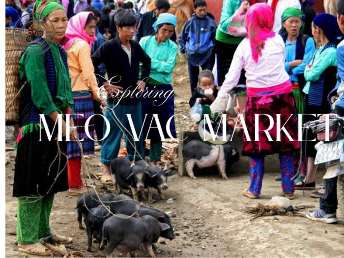 exploring-meo-vac-market
